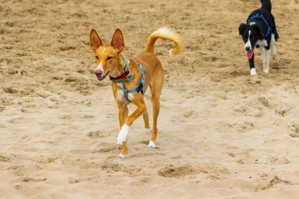 日当たりの良いビーチで遊ぶ美しい幸せな無料の犬 — ストック写真