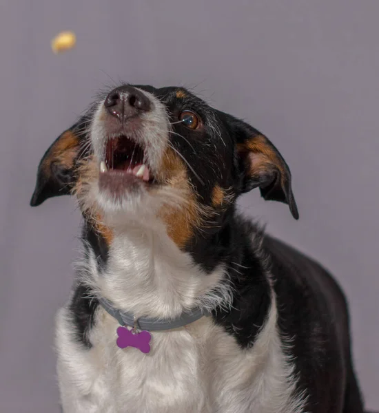 Güzel köpek havada yemek yakalıyor.