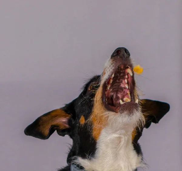 Красивая собака, играющая в ловлю еды на лету — стоковое фото