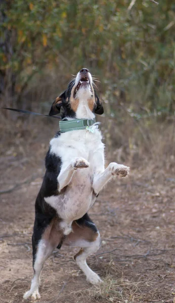 Belo cão jogando pegar comida na mosca — Fotografia de Stock