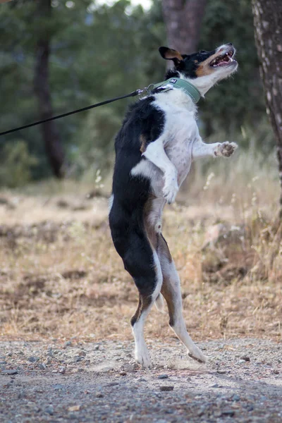 美しい犬がフライで獲物を捕まえる — ストック写真