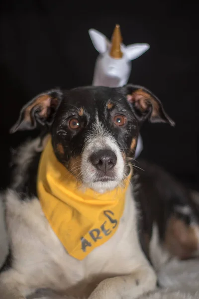 Şirin köpek kameraya güzel renklerle bakıyor.