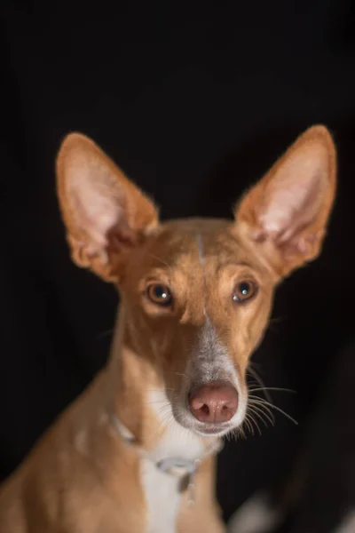 Söt hund närbild tittar på kameran med vackra färger — Stockfoto