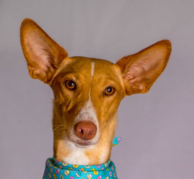 Tatlı köpek kameraya yakından bakıyor.