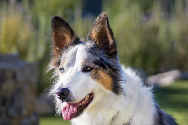 Cutie dog close-up looking at the camera — Stock Photo, Image