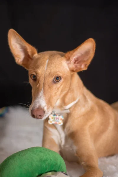 Tatlı köpek kameraya yakından bakıyor.