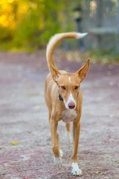 Tatlı köpek kameraya yakından bakıyor.