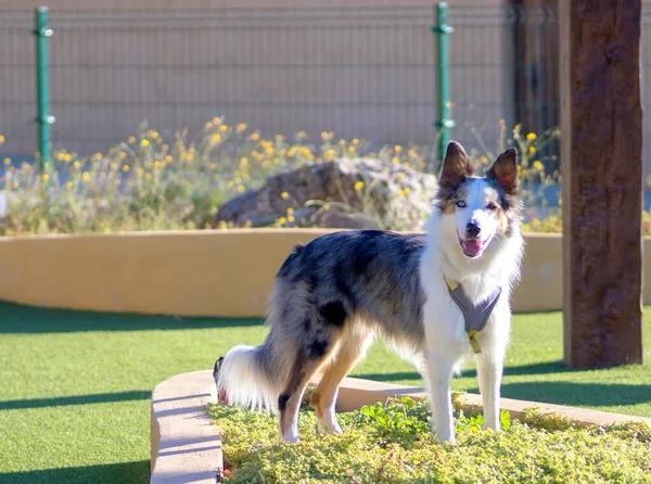 Şirin köpek kameraya güzel renklerle bakıyor.