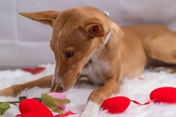 Hermoso perro jugando con corazones para san valentín — Foto de Stock