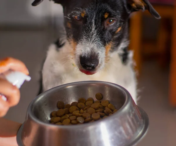 Güzel köpek yemek için bekliyor.