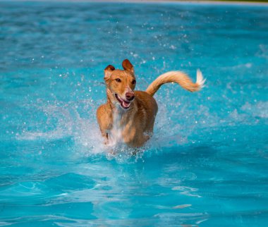 Köpekler havuzda oynuyor ve yüzüyor.