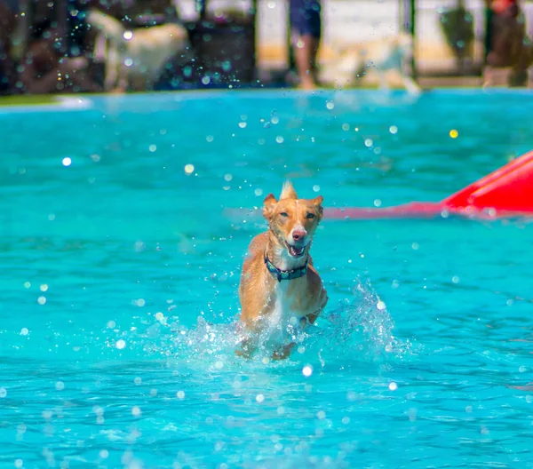 Köpekler havuzda oynuyor ve yüzüyor.
