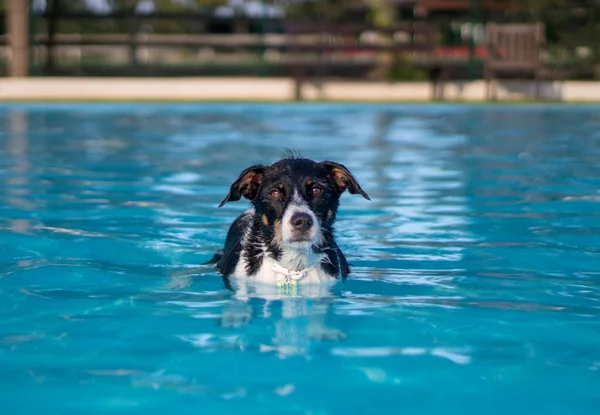 Köpekler havuzda oynuyor ve yüzüyor.