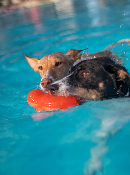 Köpekler havuzda oynuyor ve yüzüyor.