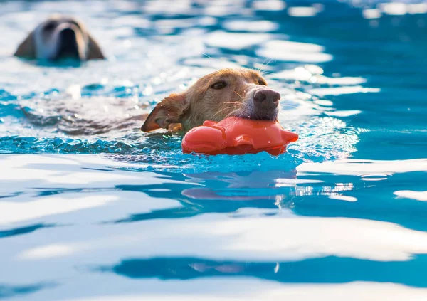 Köpekler havuzda oynuyor ve yüzüyor.