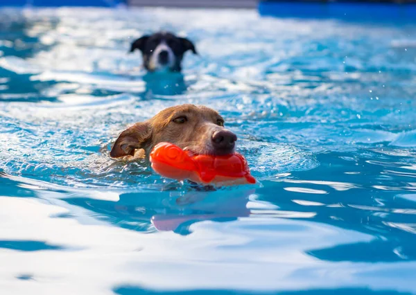 Köpekler havuzda oynuyor ve yüzüyor.