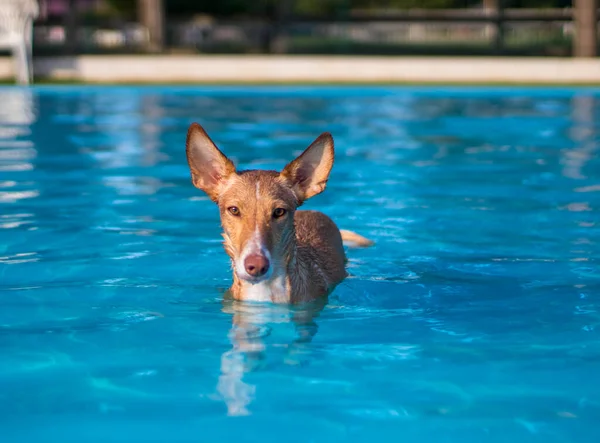 Köpekler havuzda oynuyor ve yüzüyor.