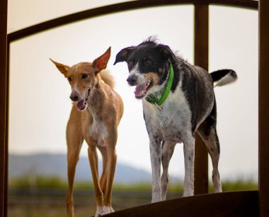 Köpek doğada kamera modelliği yapıyor.