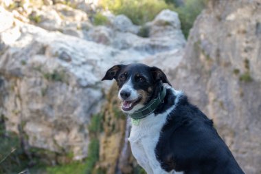 Köpek kamera modelliğine bakıyor.