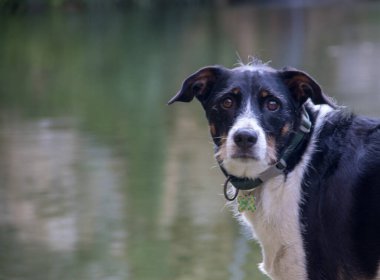 Köpek koşarken ya da mankenlik yaparken kameraya bakıyor.