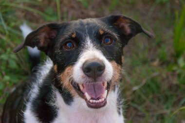 Köpek koşarken ya da mankenlik yaparken kameraya bakıyor.