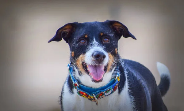 Köpek koşarken ya da mankenlik yaparken kameraya bakıyor.