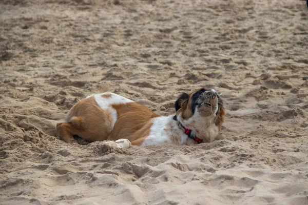 ビーチでカメラを見ている犬 — ストック写真