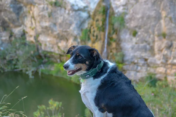 Köpek kamera modelliğine bakıyor.