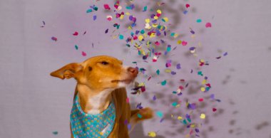 Partide konfetili köpek modelliği.