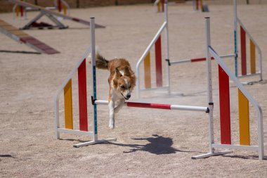 İyi köpek koşuyor ve çeviklik sporunda zıplıyor.