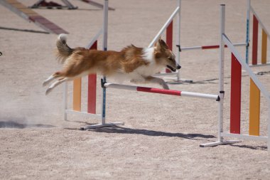 İyi köpek koşuyor ve çeviklik sporunda zıplıyor.