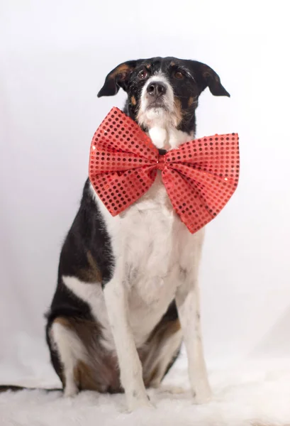 Hermoso perro modelado para la cámara con pajarita — Foto de Stock