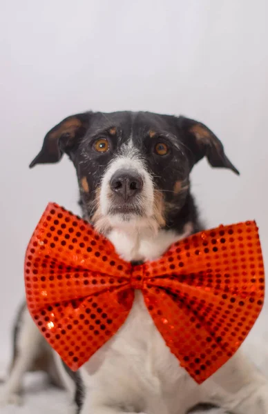 Hermoso perro modelado para cámara con pajarita — Foto de Stock
