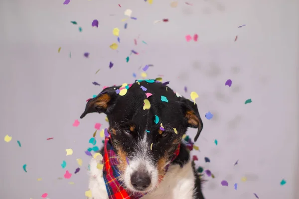 Partide konfetili köpek modelliği.