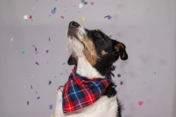 Modelado de perros en la fiesta con confeti — Foto de Stock
