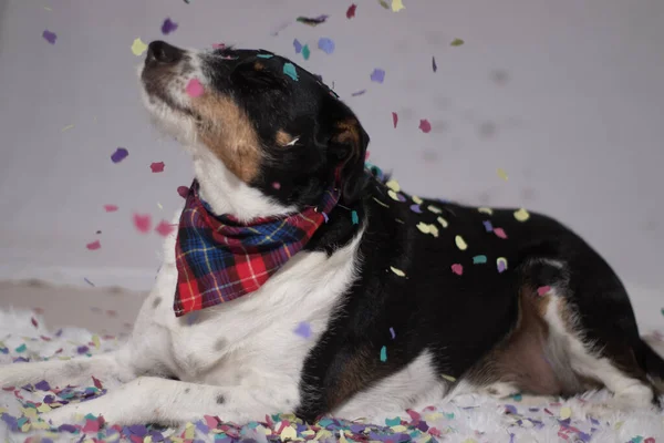 Modelado de perros en la fiesta con confeti — Foto de Stock