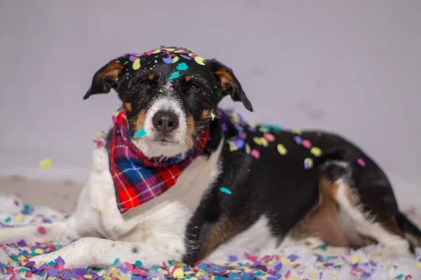 Modelado de perros en la fiesta con confeti — Foto de Stock
