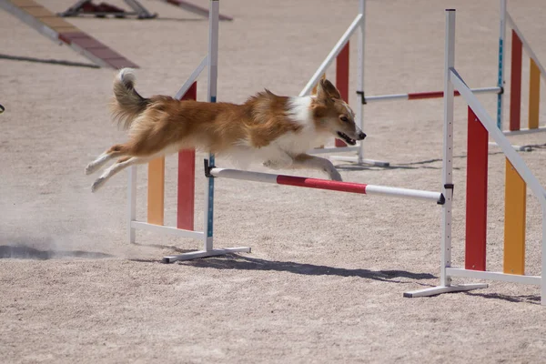 優れた犬が走り敏捷性スポーツに飛び込み — ストック写真