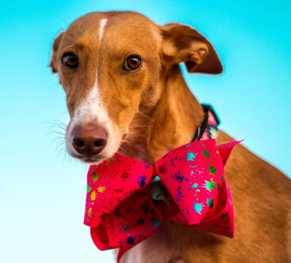 Modelado de perros para la cámara con pajarita — Foto de Stock