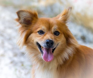 cutie dog modeling and looking to camera