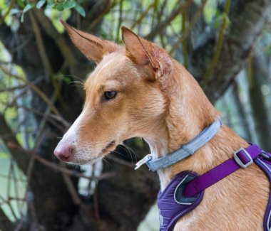 Köpek modelliği ve sevimli manzaralı kameraya bakmak.