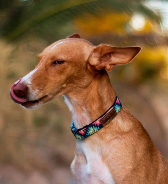 Perro modelado a cámara con la tonge out — Foto de Stock