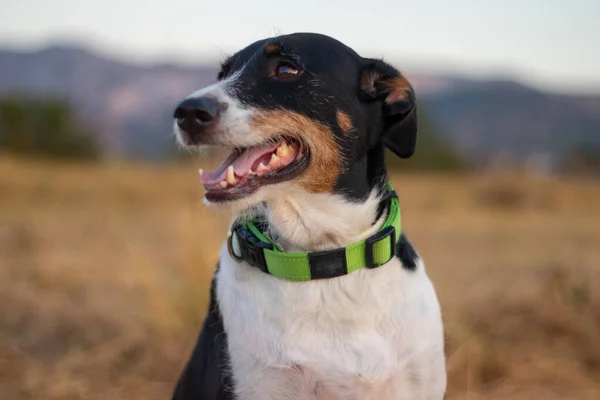 Modelado de perros a cámara con buen paisaje —  Fotos de Stock