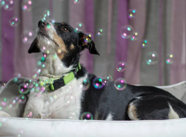 dog modeling to camera in your bed falling bubbles