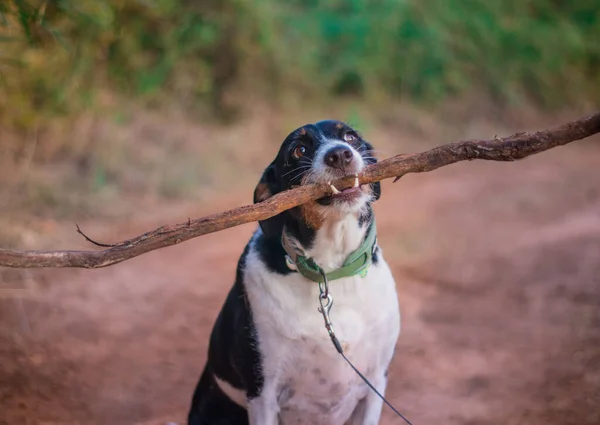 Cão engraçado com grande pau na floresta — Fotografia de Stock
