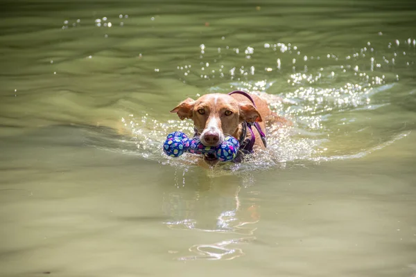 Perro nadando en el río y mirando a la cámara — Foto de Stock