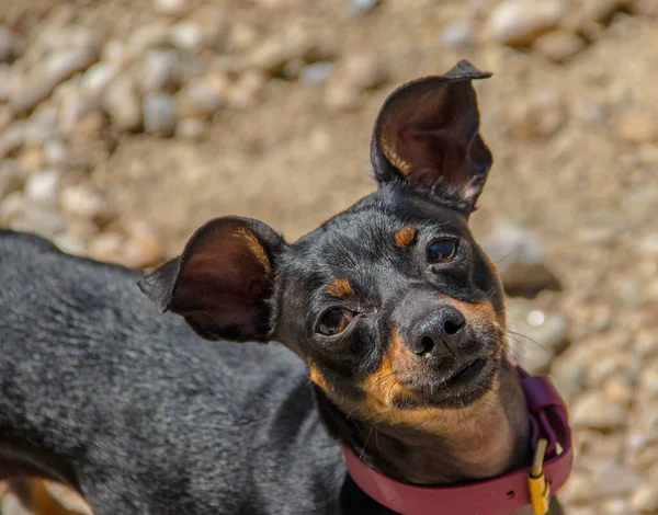 Cutie cão modelagem e olhando para a câmera — Fotografia de Stock
