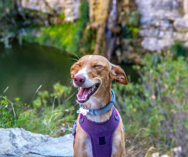 Cutie cão modelagem e sorriso para câmera — Fotografia de Stock