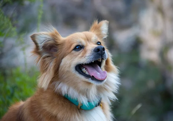 Modelagem cão bonito e olhando para a câmera — Fotografia de Stock