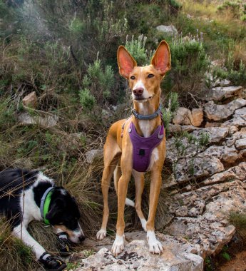 Köpekler kameraya poz veriyor Wirh güzel manzara
